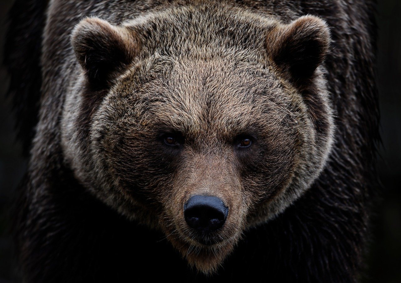 dark brown bear in full frame
