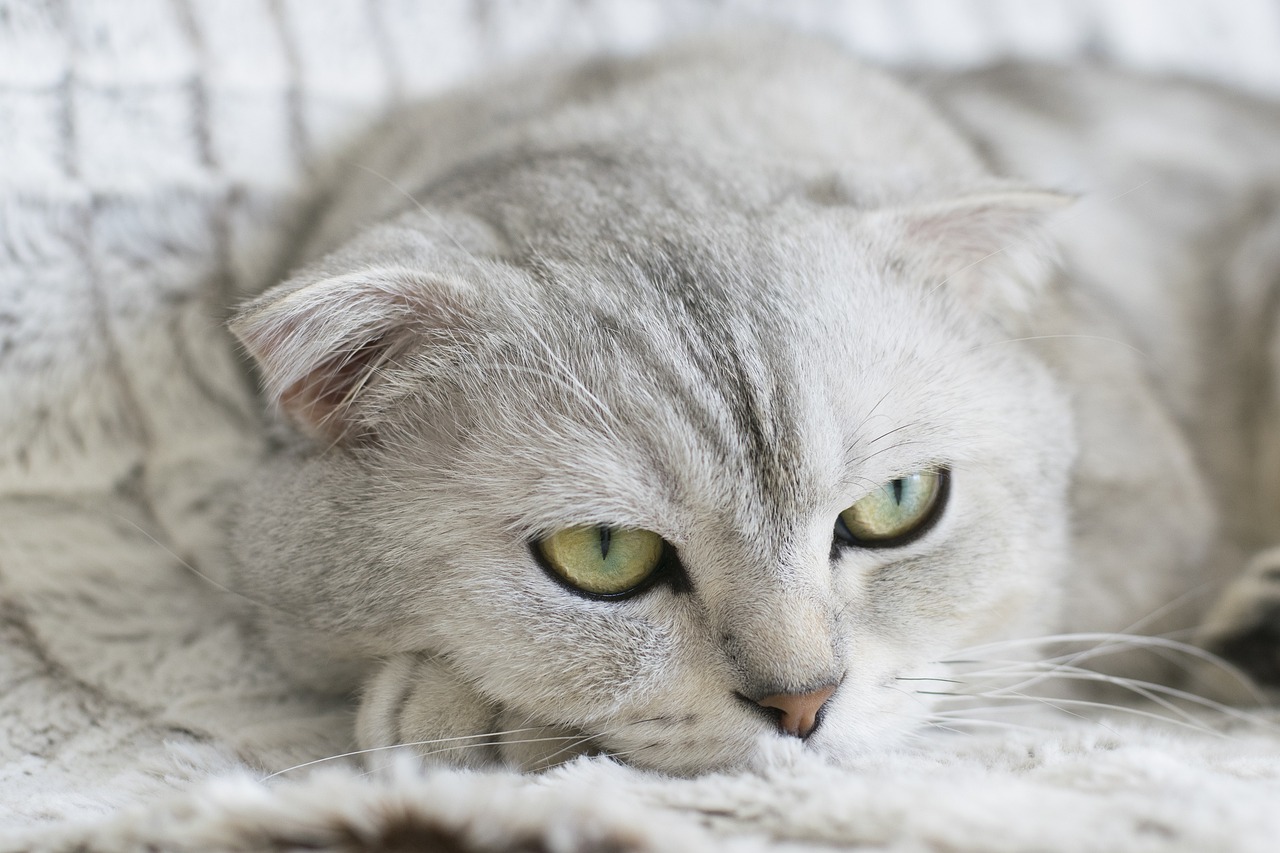 a resting cat