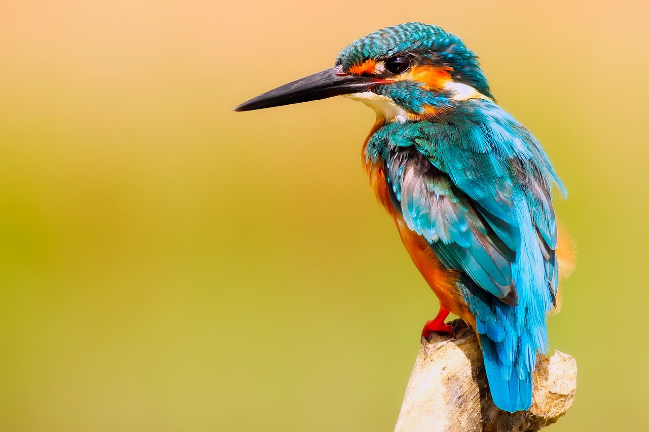 Kingfisher bird