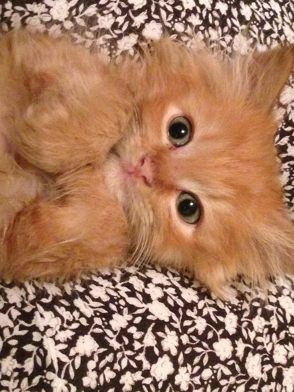 cute orange tabby kitten
