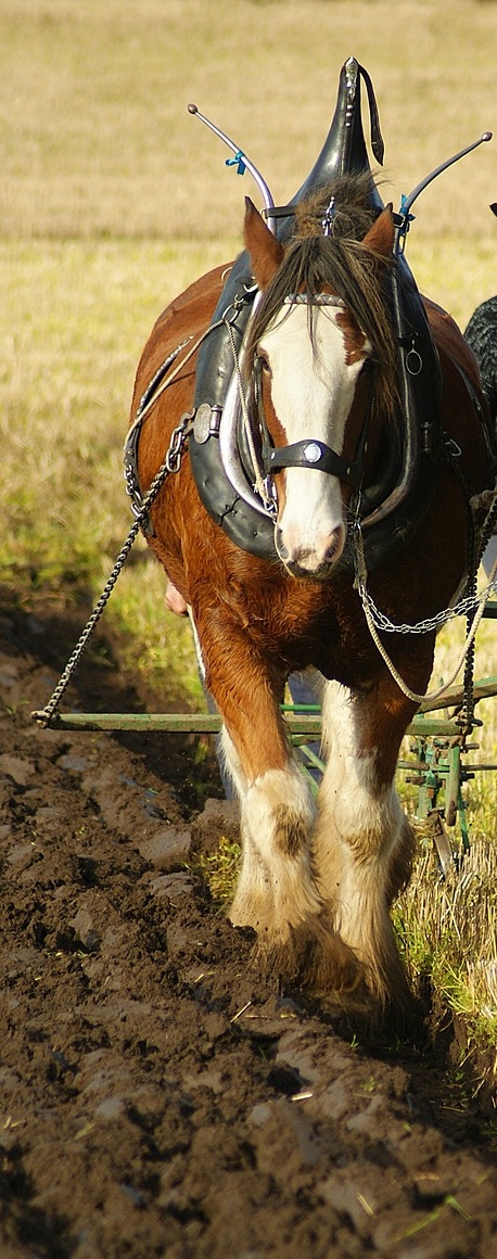 plow horse tilling field